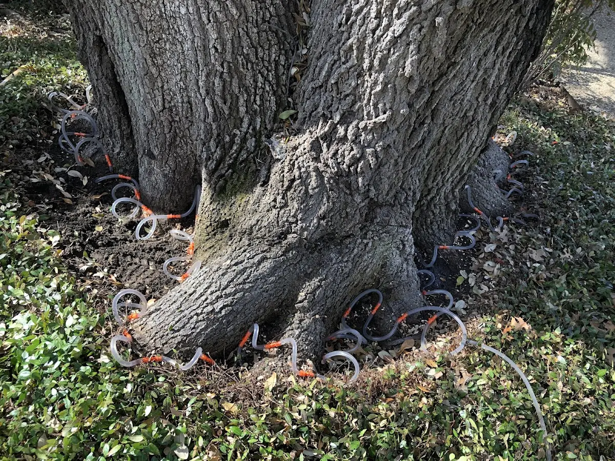 Detailed Tree Cabling and Bracing job site in Ottawa Lake