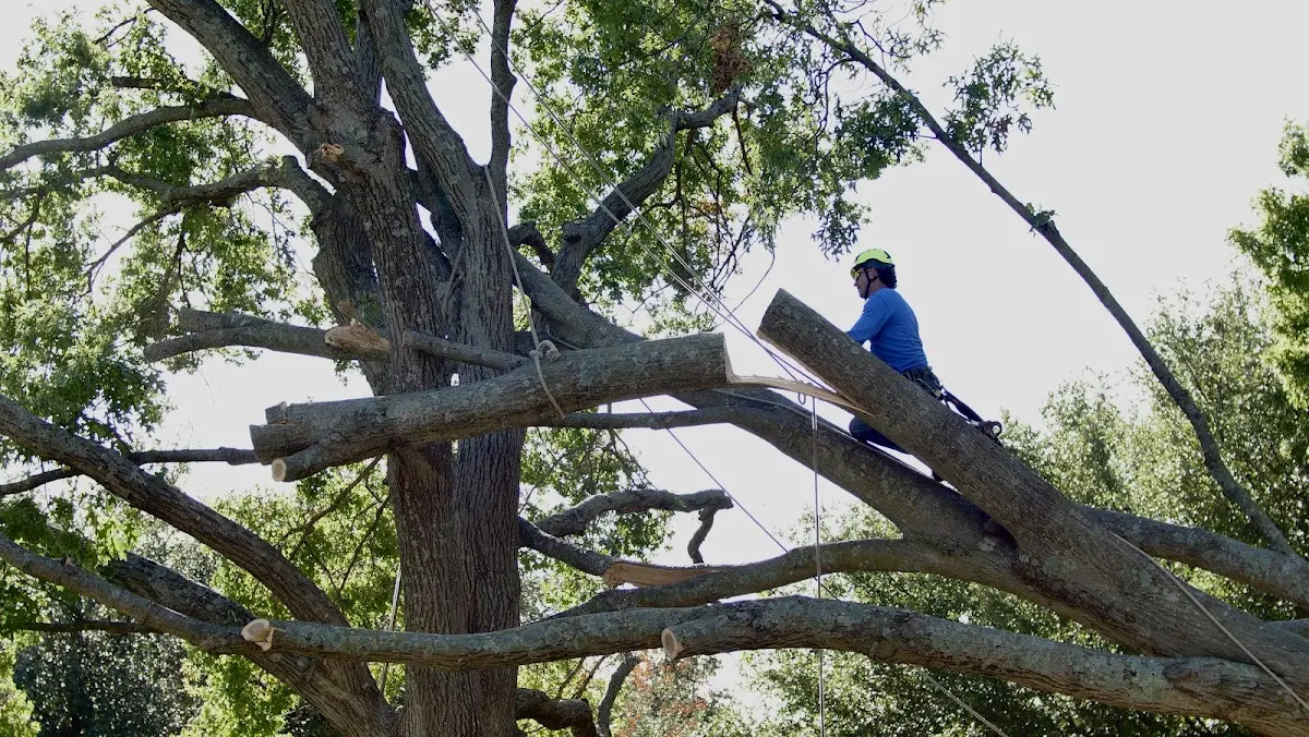 Professional Hazardous Tree Removal performed by certified arborists in Ottawa Lake
