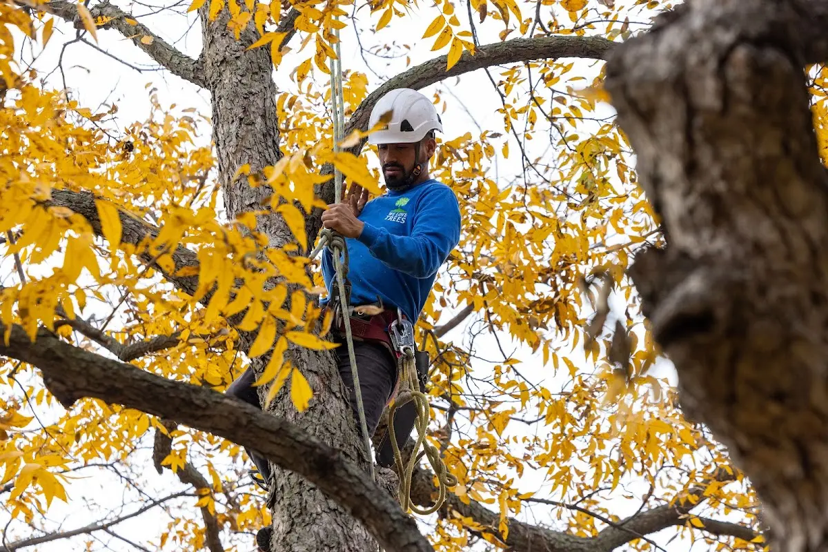 Skilled Tree Pruning crew working in Ottawa Lake